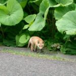 府中ガールズバー レジェンド くるみが北海道で見つけたキツネ