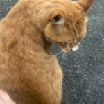 府中ガールズバー レジェンド よるの猫の写真