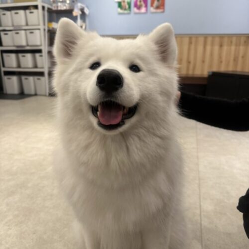 府中ガールズバー レジェンド よるが行ったサモエドカフェのサモエド